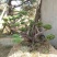 造型松特种造型盆景累景观松
