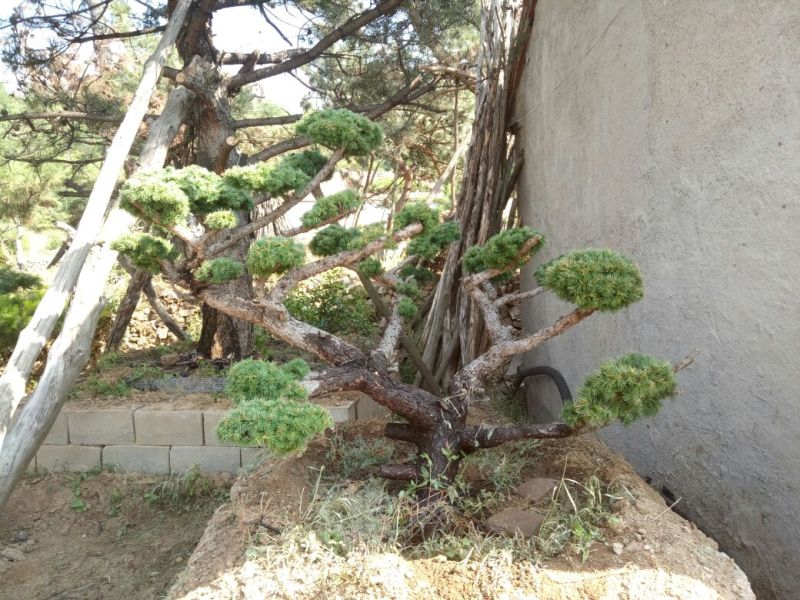 造型松特种造型盆景累景观松
