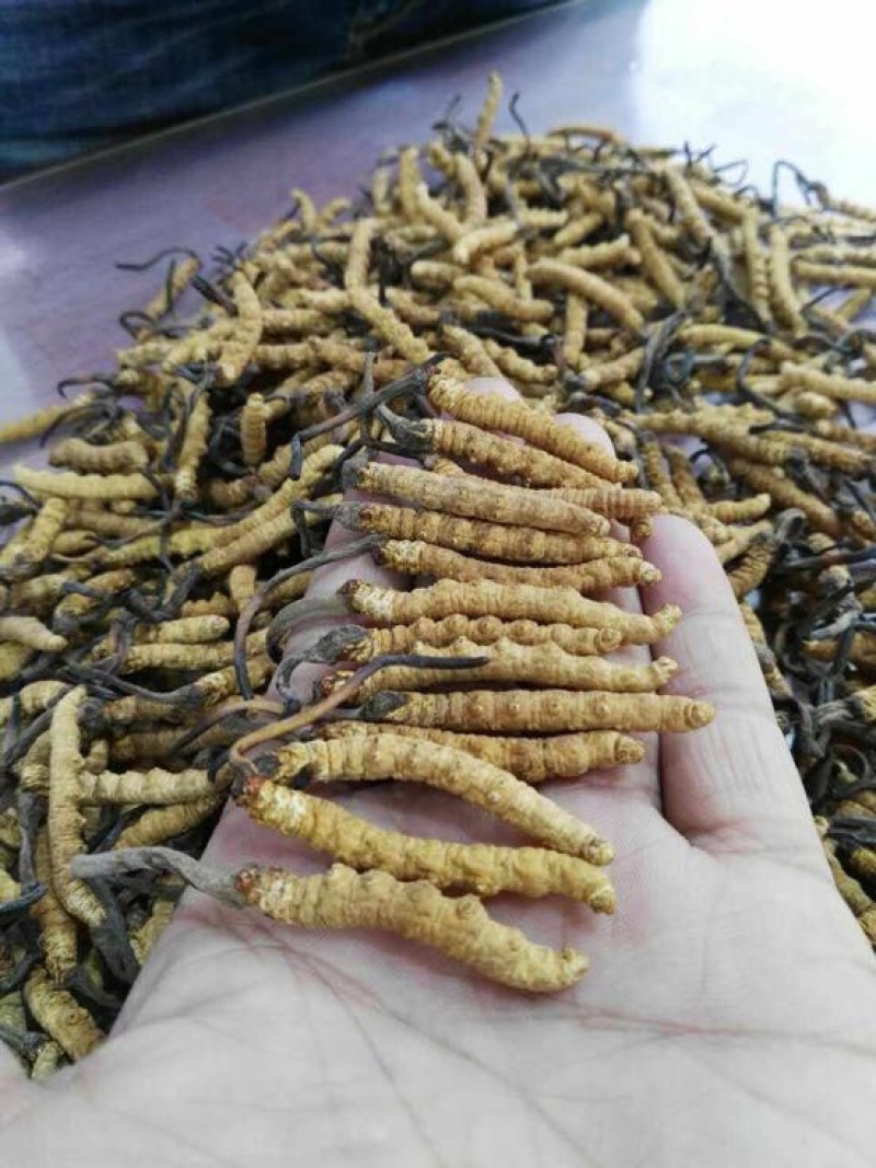 冬虫夏草