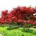 红枫常年红中国红枫日本红枫美国红枫庭院绿化苗木