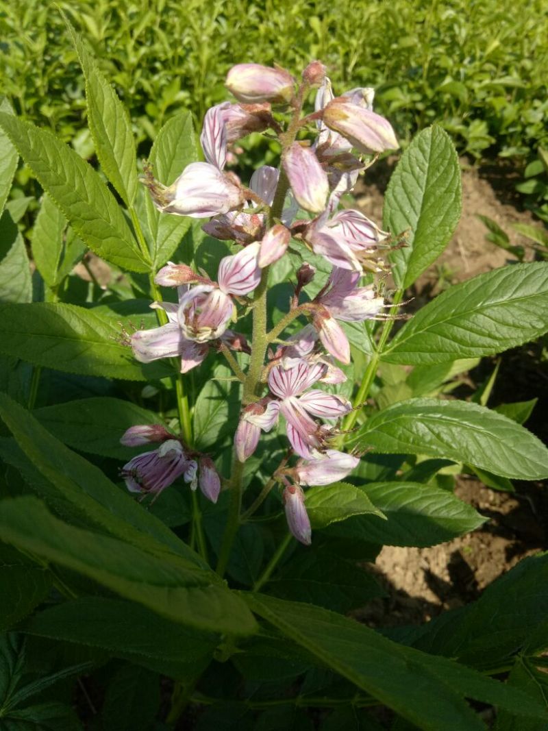 白鲜皮