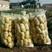 河北蔬菜基地大量供应土豆荷兰十五土豆产地直销