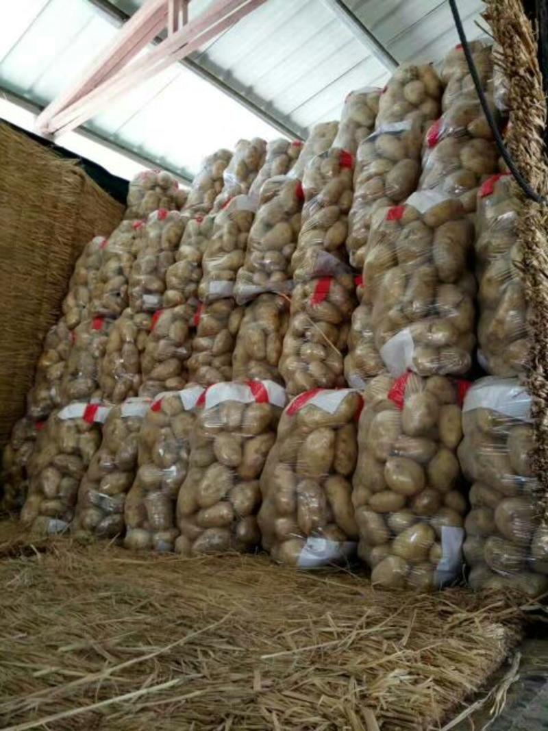 河北蔬菜基地大量供应土豆荷兰十五土豆产地直销