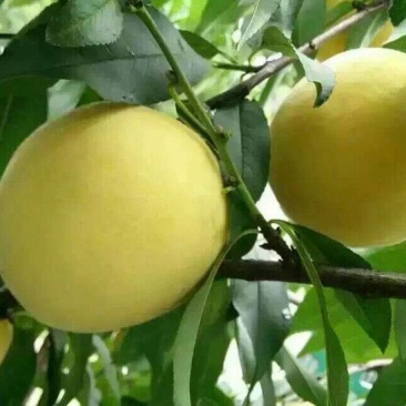 锦绣黄桃3~4两
