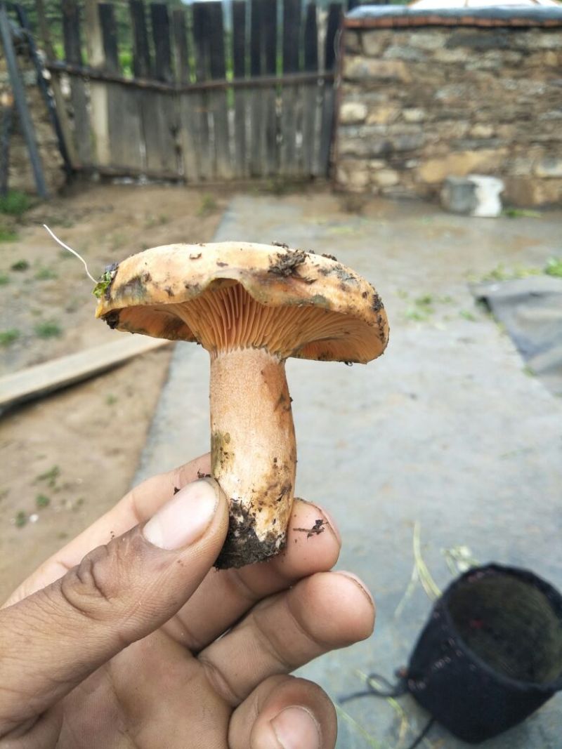 松蘑特级
