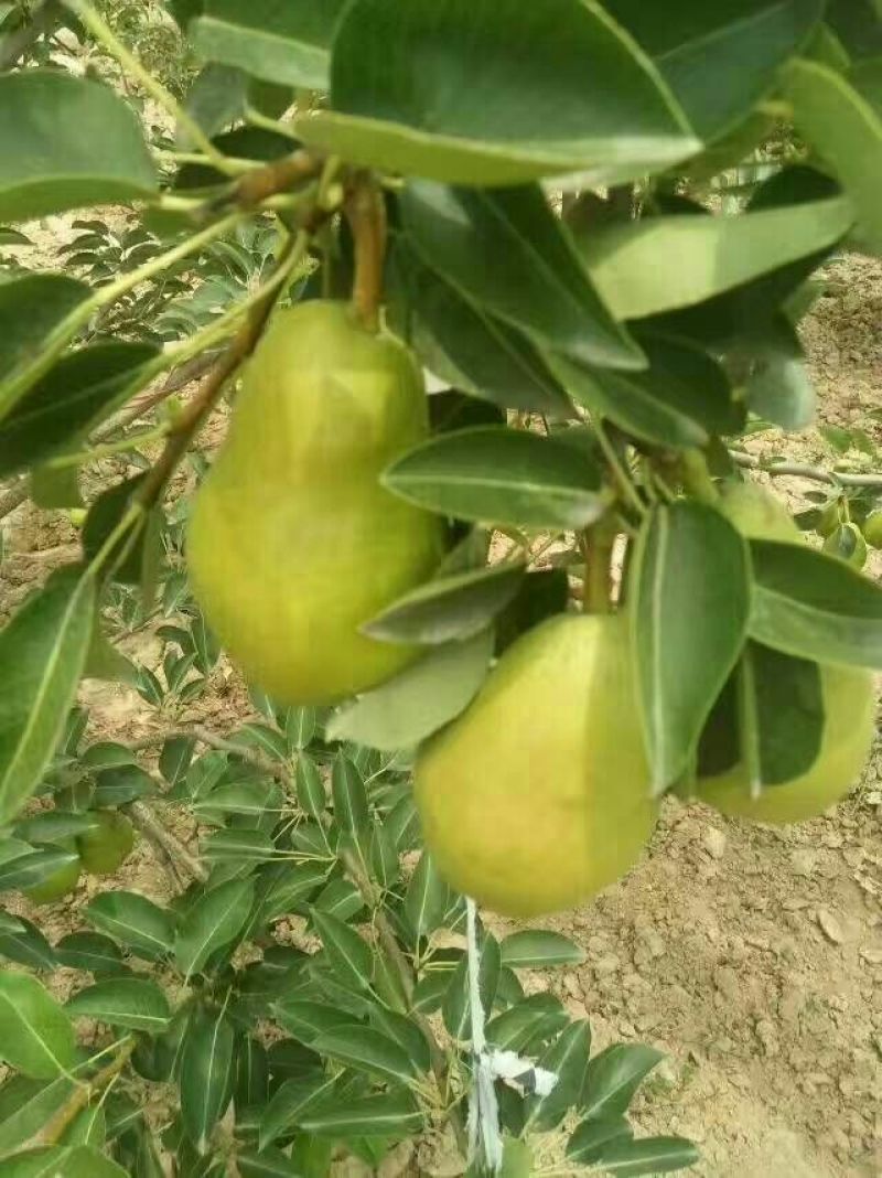 葫芦梨（香蕉梨）（老婆梨）发往全国各地市场