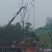 栾树苗80cm以上