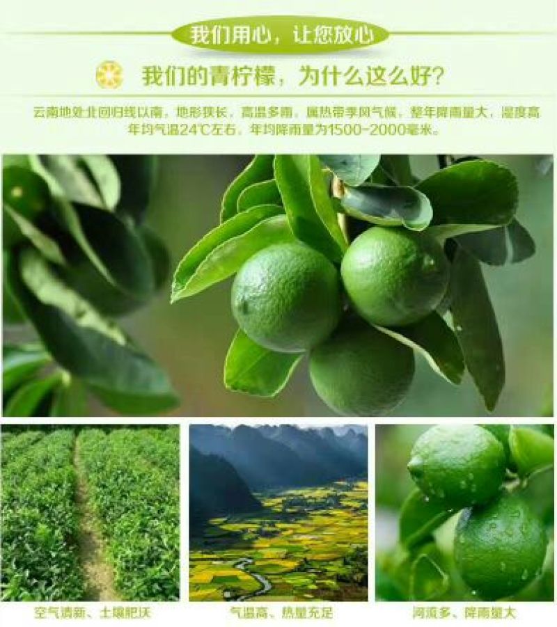 青柠檬2~2.6两