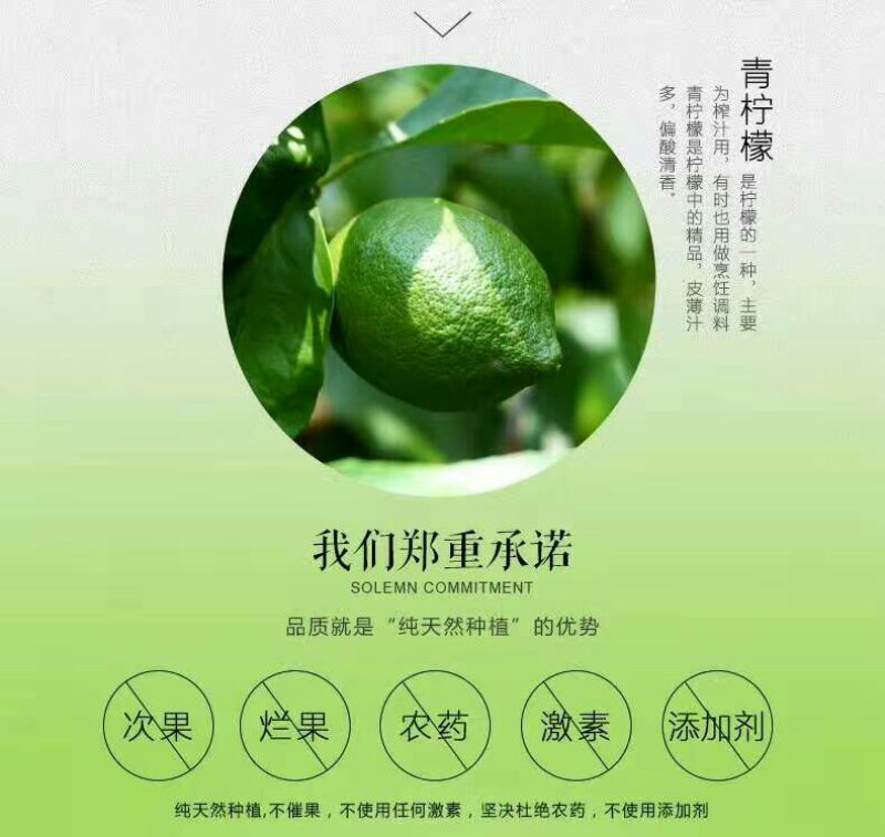 青柠檬2~2.6两
