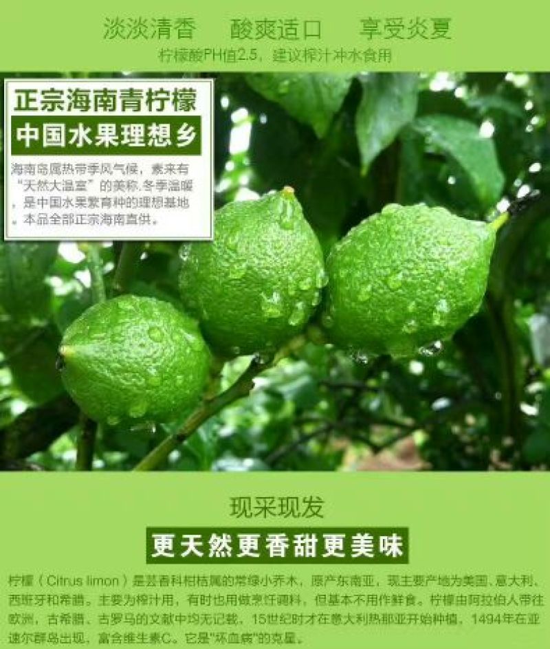 青柠檬2~2.6两