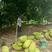 菠萝蜜10~15公斤