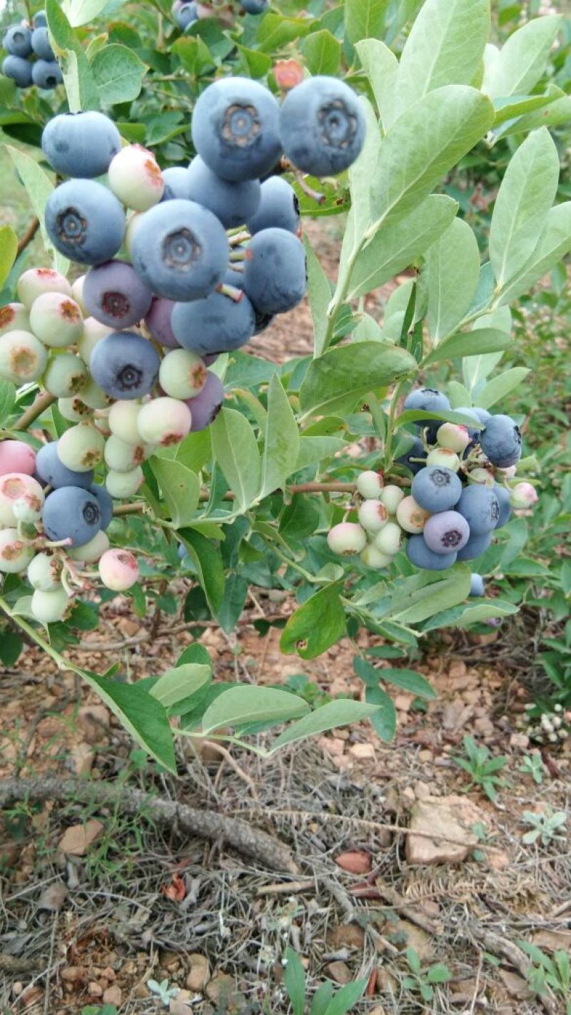 蓝莓鲜果4~6mm以上