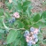 蓝莓鲜果4~6mm以上