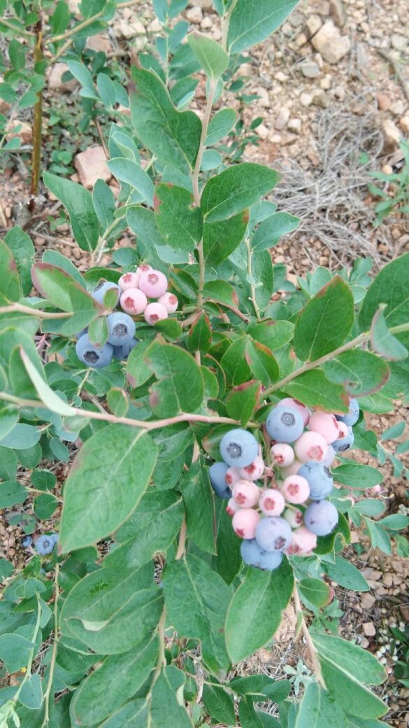 蓝莓鲜果4~6mm以上