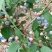 蓝莓鲜果4~6mm以上