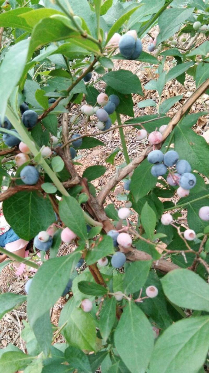 蓝莓鲜果4~6mm以上