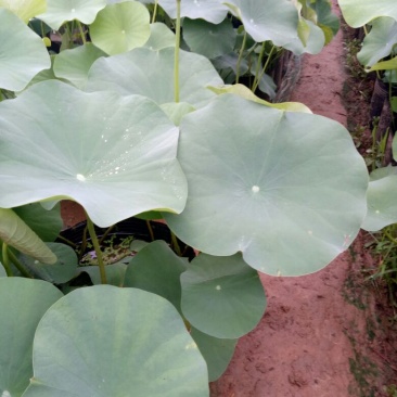 荷花40~50cm