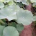 荷花40~50cm