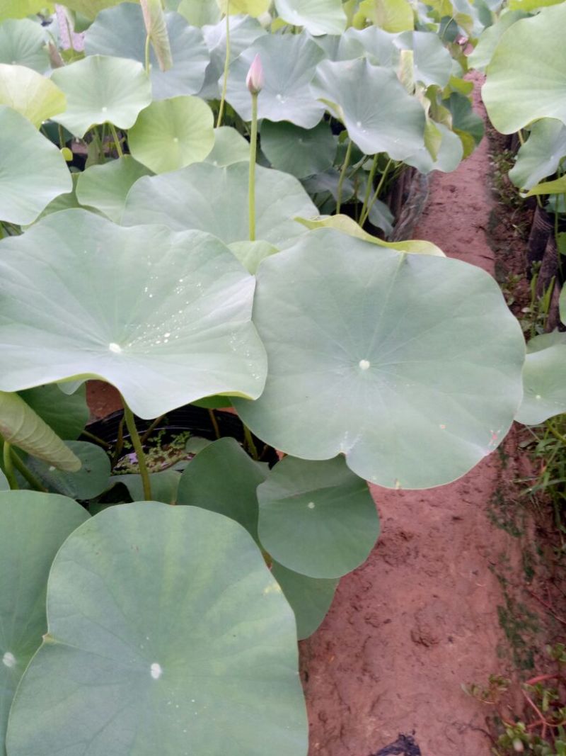 荷花40~50cm