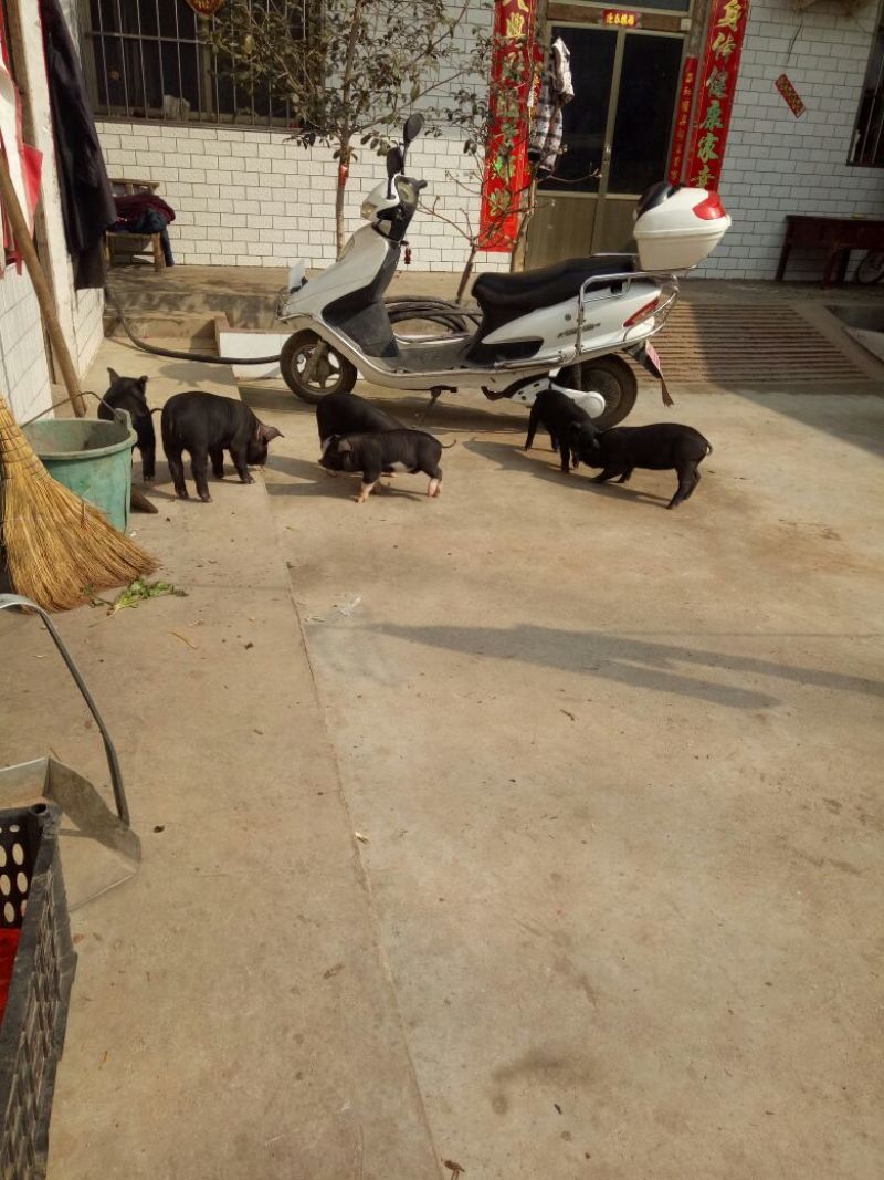 黑猪80~100公斤