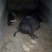 黑猪80~100公斤