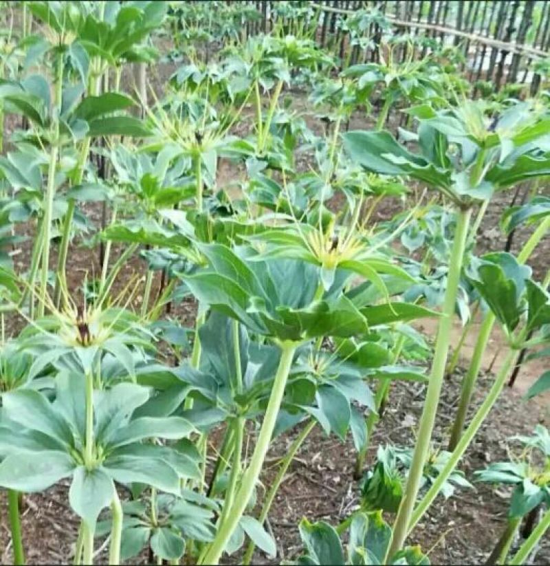 滇重楼苗，多芽重楼大苗，3年苗