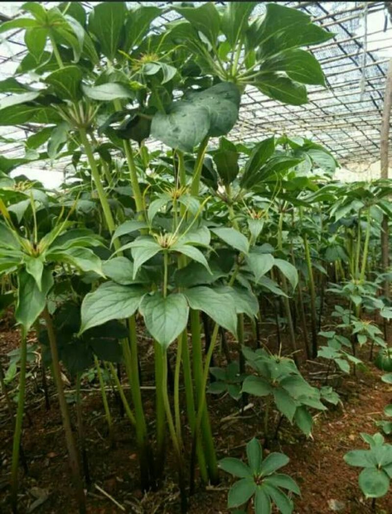 滇重楼苗，多芽重楼大苗，3年苗
