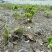 滇重楼苗，多芽重楼大苗，3年苗