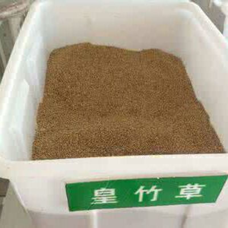 进口皇竹草种子畜牧草种子猪牛羊鸡鸭鹅鱼草籽