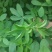 紫花苜蓿种子进口紫花苜蓿草种黑麦草种籽紫云英多年生四季
