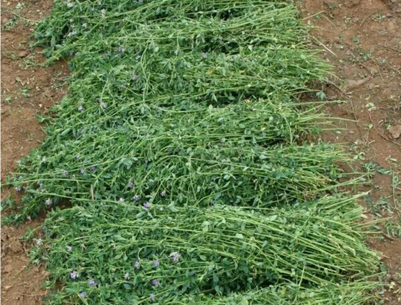 紫花苜蓿种子进口紫花苜蓿草种黑麦草种籽紫云英多年生四季