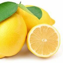 柠檬苗(基地直供，品种纯正，量大价优，苗高四十公分以上