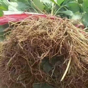 红颜草莓苗10~20cm
