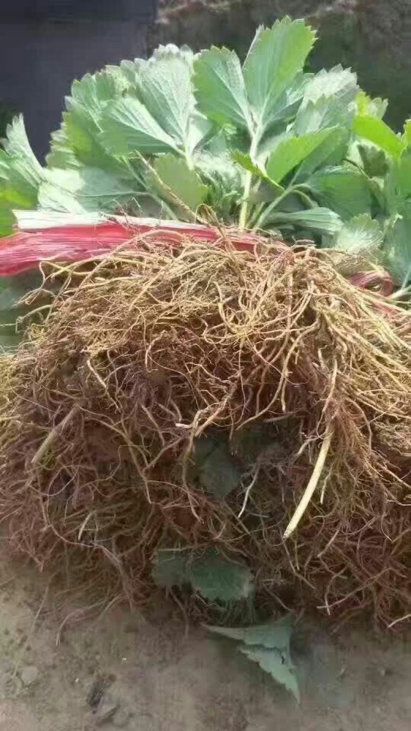 红颜草莓苗10~20cm