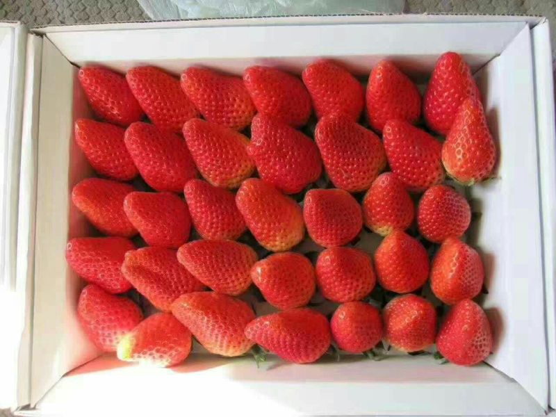 红颜草莓苗10~20cm