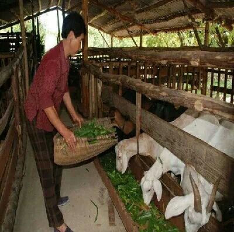 台湾甜象草种子多年生牧草种子皇竹草四季常青高产猪牛羊鱼草