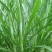 台湾甜象草种子多年生牧草种子皇竹草四季常青高产猪牛羊鱼草