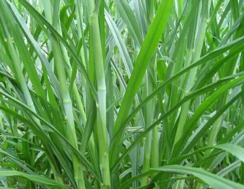 台湾甜象草种子多年生牧草种子皇竹草四季常青高产猪牛羊鱼草