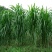 台湾甜象草种子多年生牧草种子皇竹草四季常青高产猪牛羊鱼草