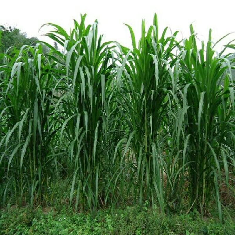 台湾甜象草种子多年生牧草种子皇竹草四季常青高产猪牛羊鱼草