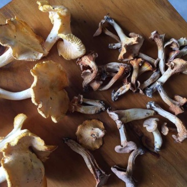 黄丝菌