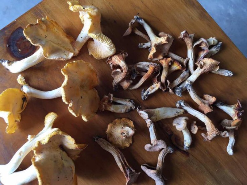 黄丝菌