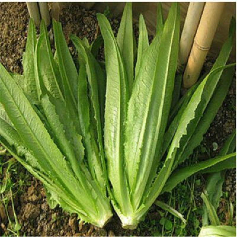 油麦菜种子大棵型油麦菜种子美满香麦菜菜籽四季种籽蔬菜孑农