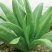 油麦菜种子大棵型油麦菜种子美满香麦菜菜籽四季种籽蔬菜孑农
