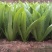 油麦菜种子大棵型油麦菜种子美满香麦菜菜籽四季种籽蔬菜孑农