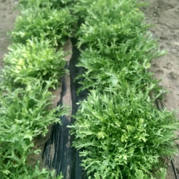 苦菊20~25cm