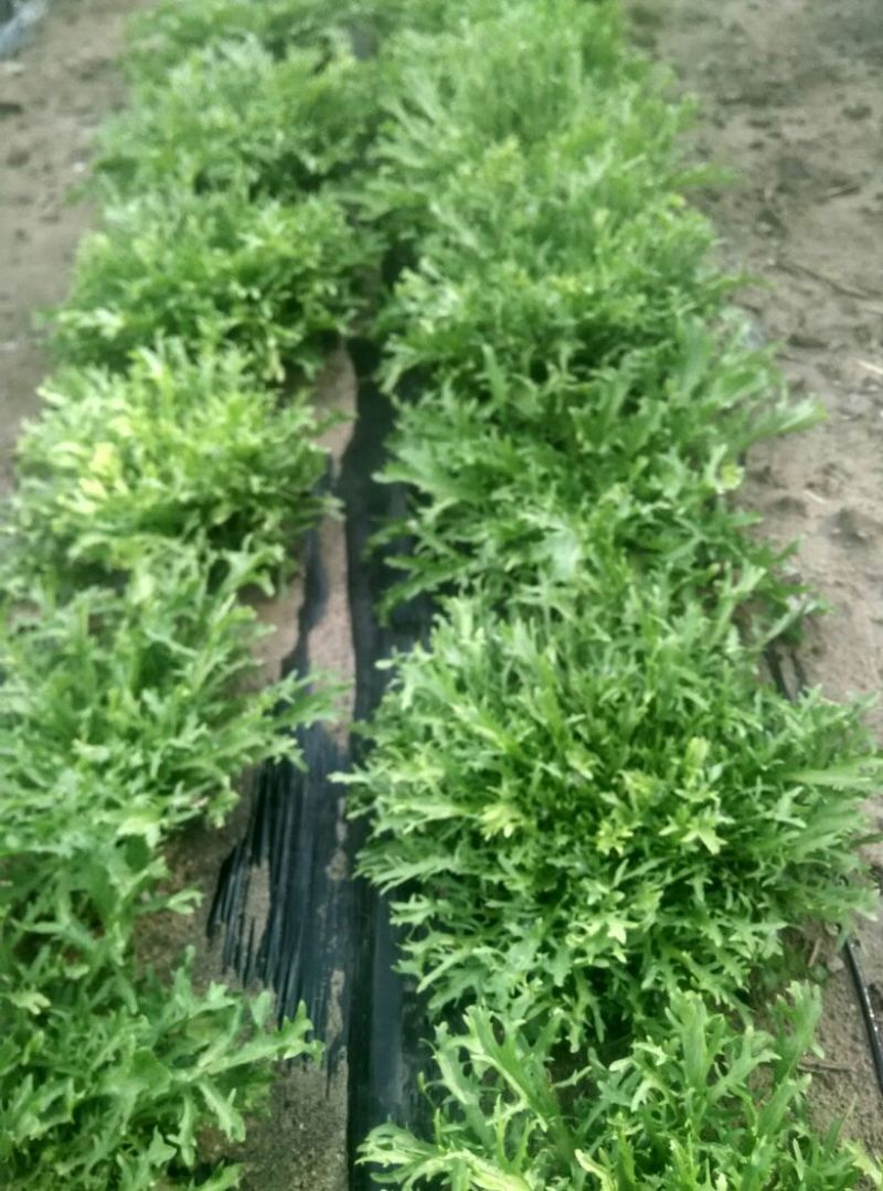 苦菊20~25cm