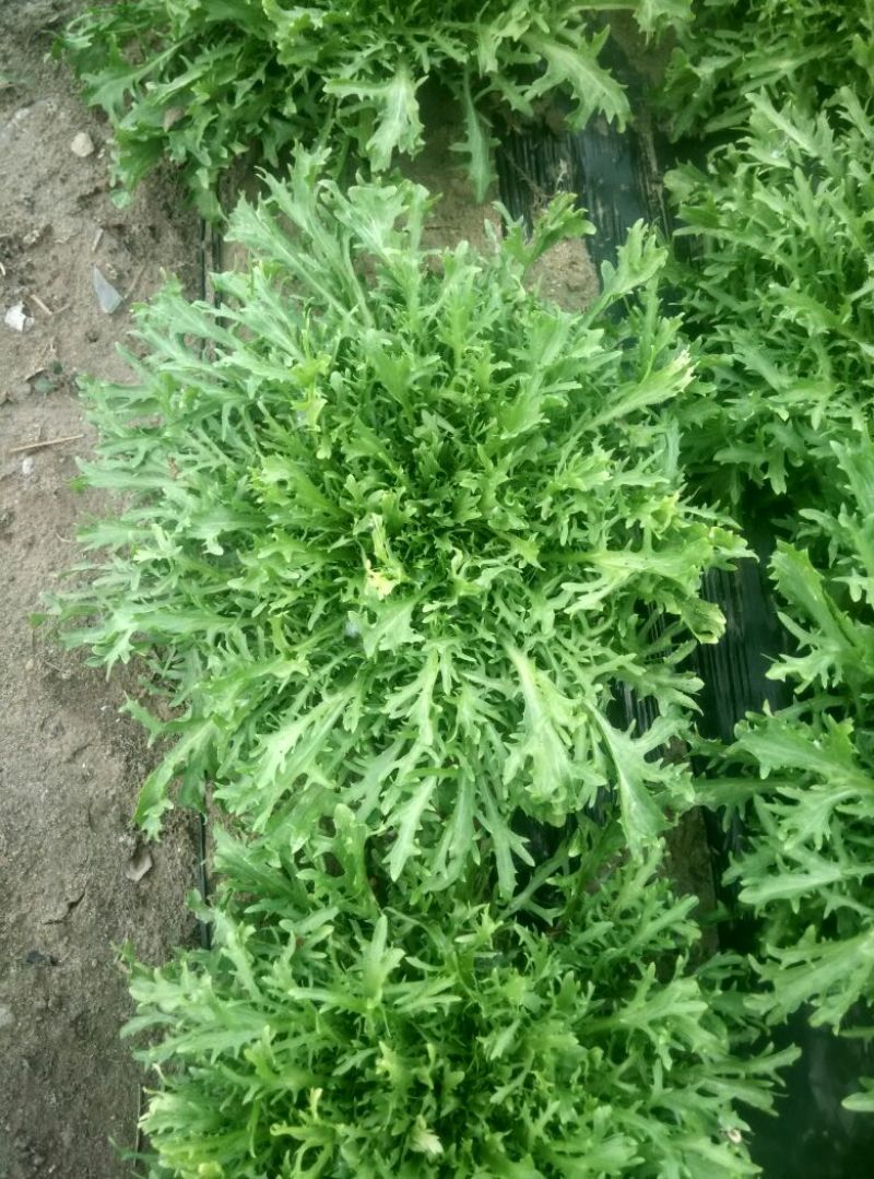 苦菊20~25cm