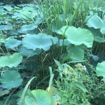 茭白种苗