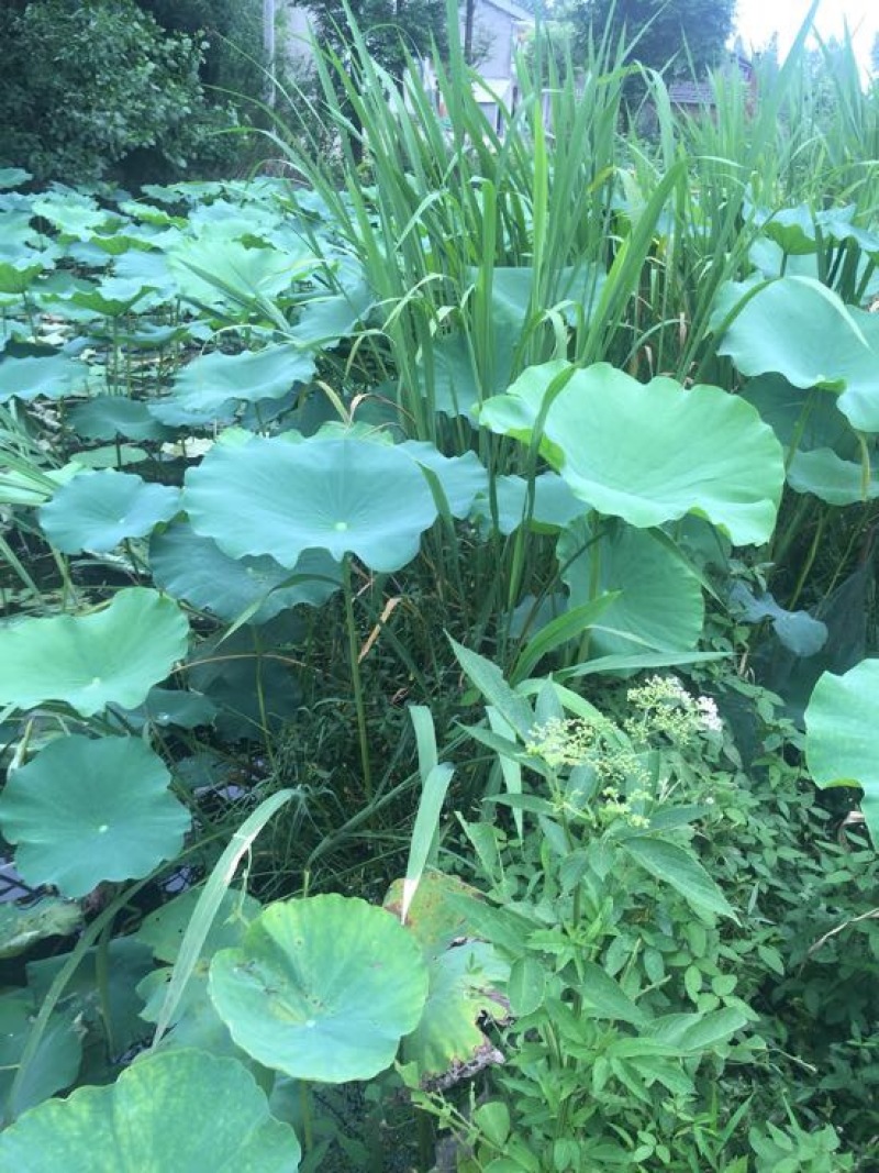 茭白种苗
